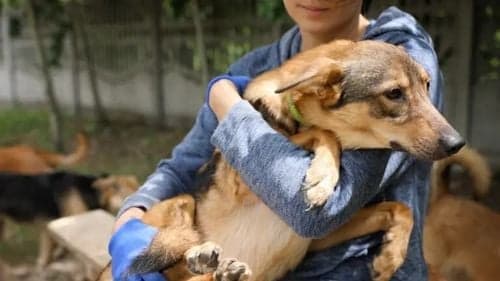 Imagen de articulo Derechos de los animales y leyes de protección animal