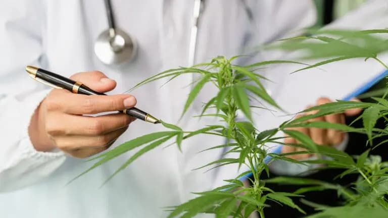 Efectos legales y sociales de la legalización de la marihuana
